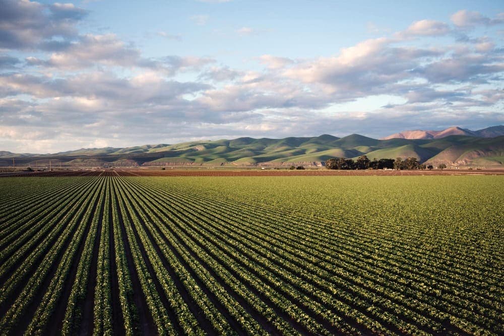Field
