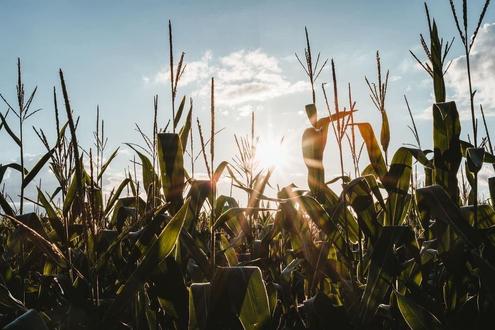 Field